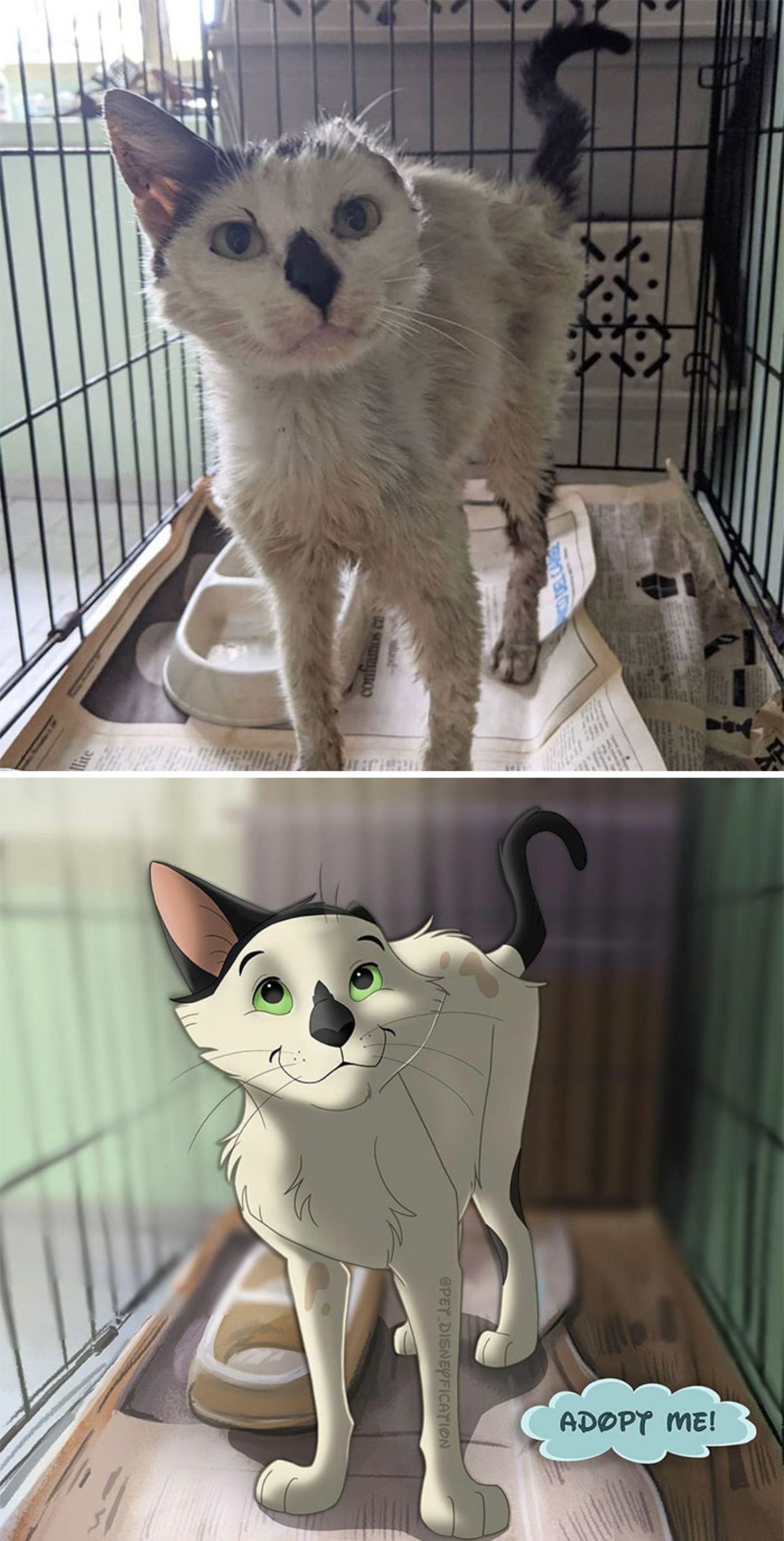 real photo and cartoon image of a one-eared black and white cat standing in a cage