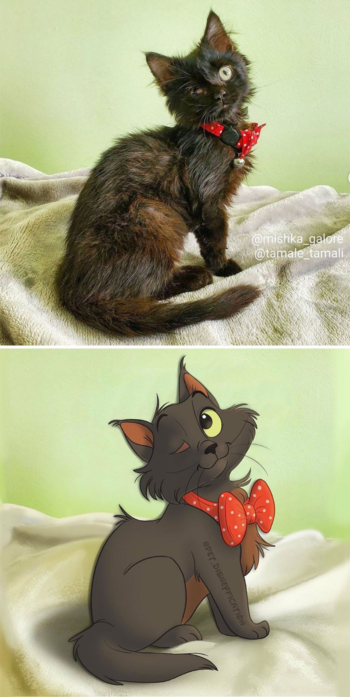 real photo and cartoon image of a one-eyed black cat wearing a red and white bow tie