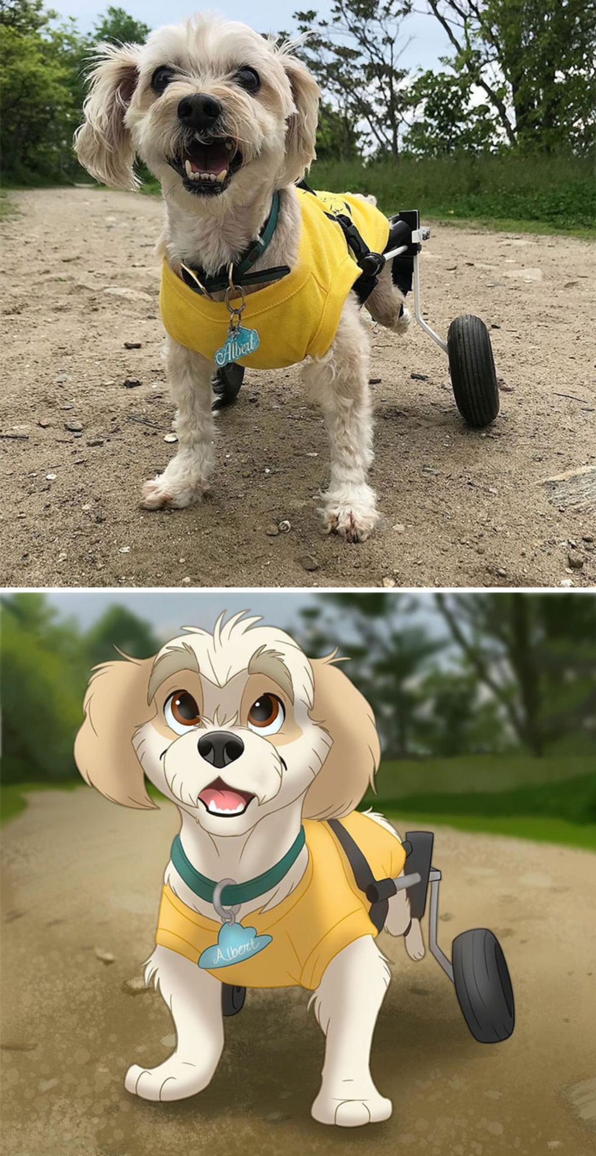 real photo and cartoon image of a white fluffy dog wearing a yellow shirt and with wheel legs