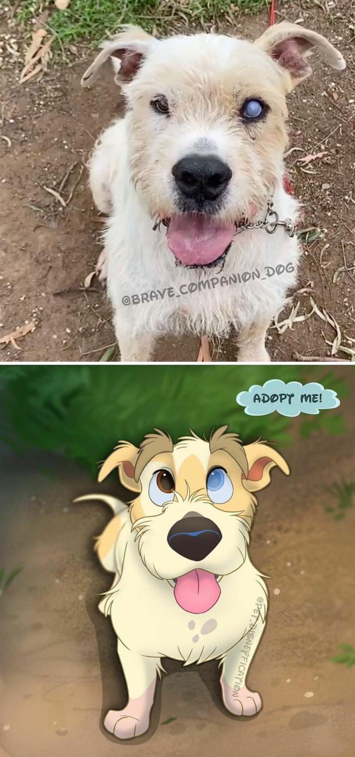 real photo and cartoon image of a white fluffy dog with one brown eye and one blue eye