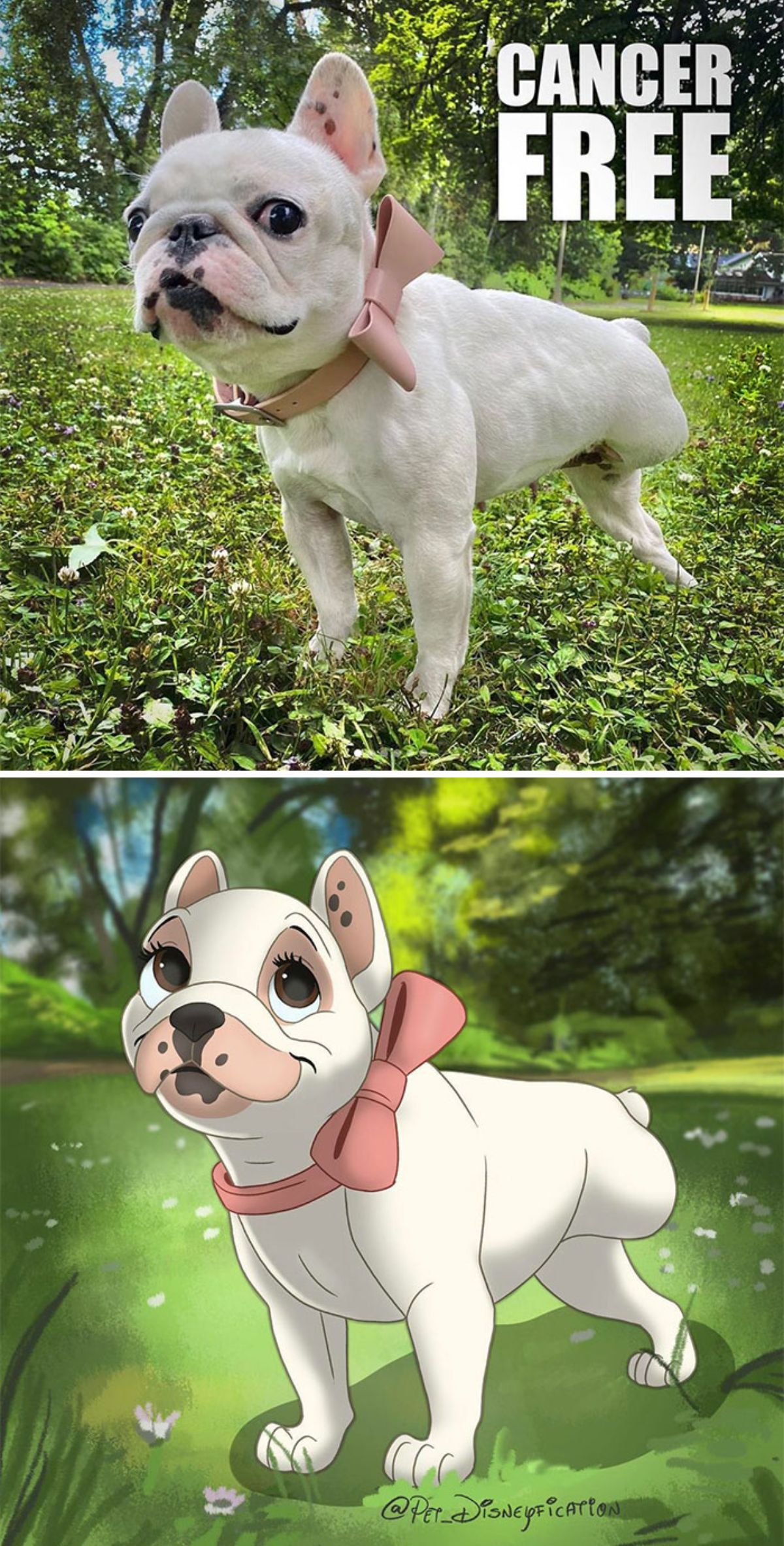 real photo and cartoon image of a white french bulldog with three legs standing in grass wearing a pink bow collar