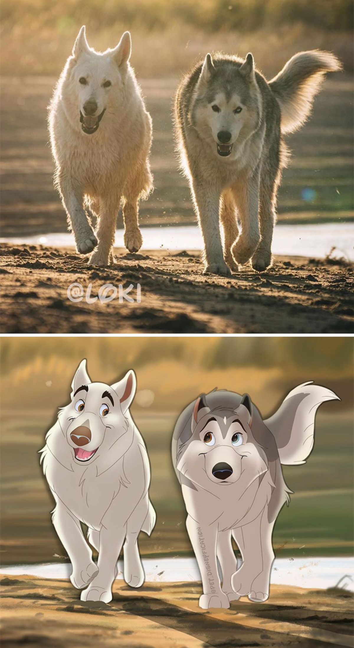 real photo and cartoon image of a white husky and grey and white husky running together