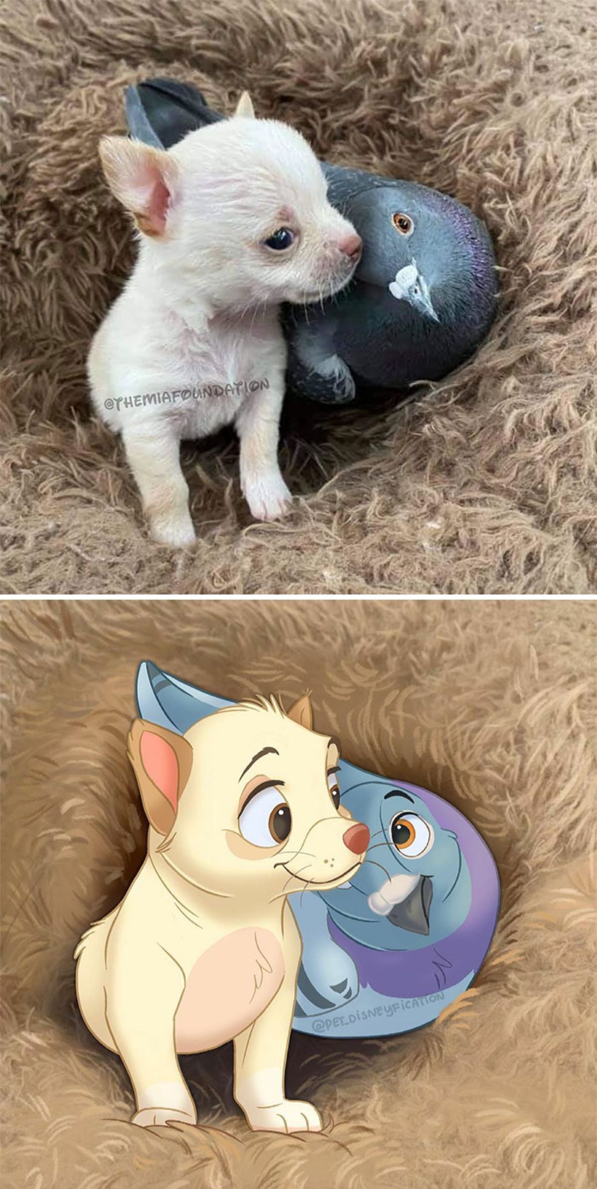 real photo and cartoon image of a white puppy cuddling with a grey pigeon