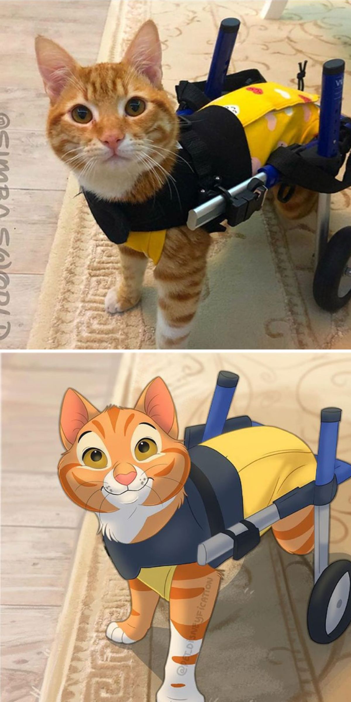 real photo and cartoon image of an orange and white cat with wheel legs