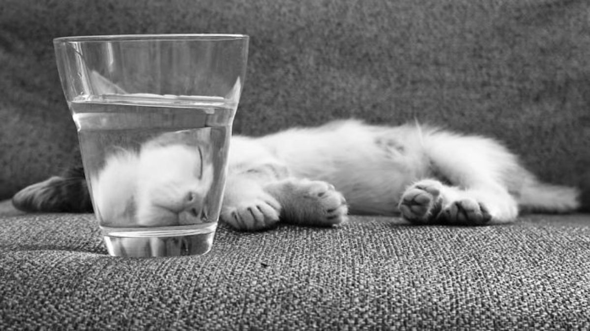 sleeping white cat seen through glass of water