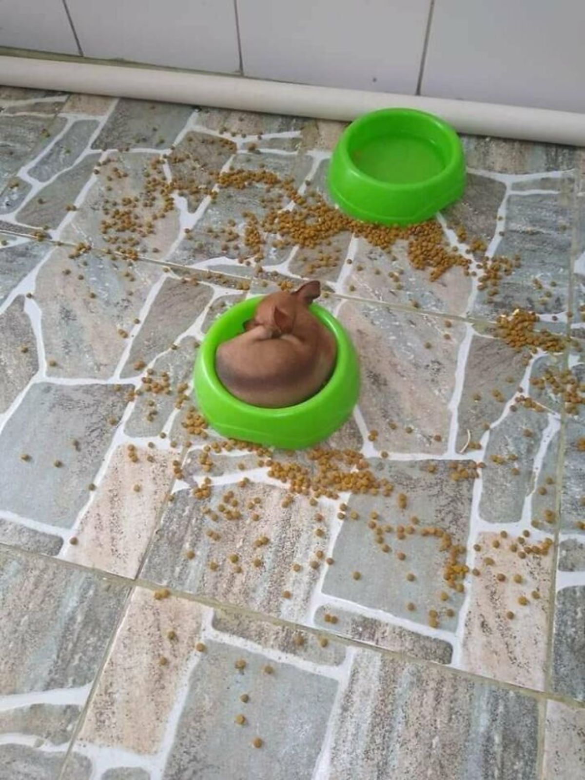small brown dog sleeping inside a green bowl next to another green bowl and lots of dry food kibble on the floor