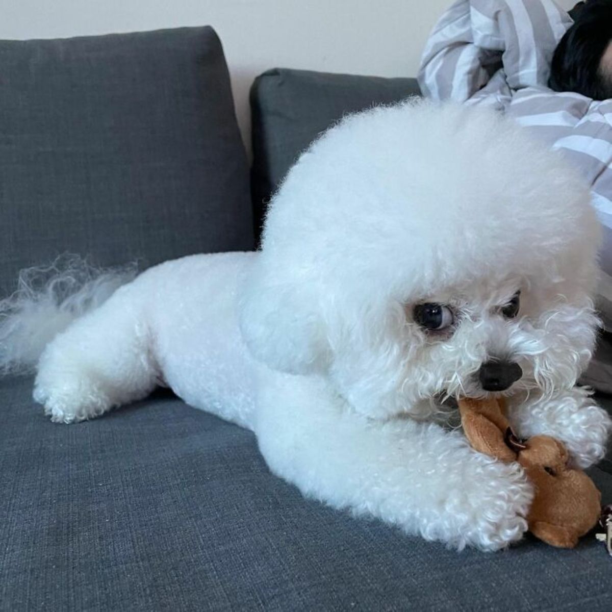small fluffy white dog chewing on a brown stuffed toy
