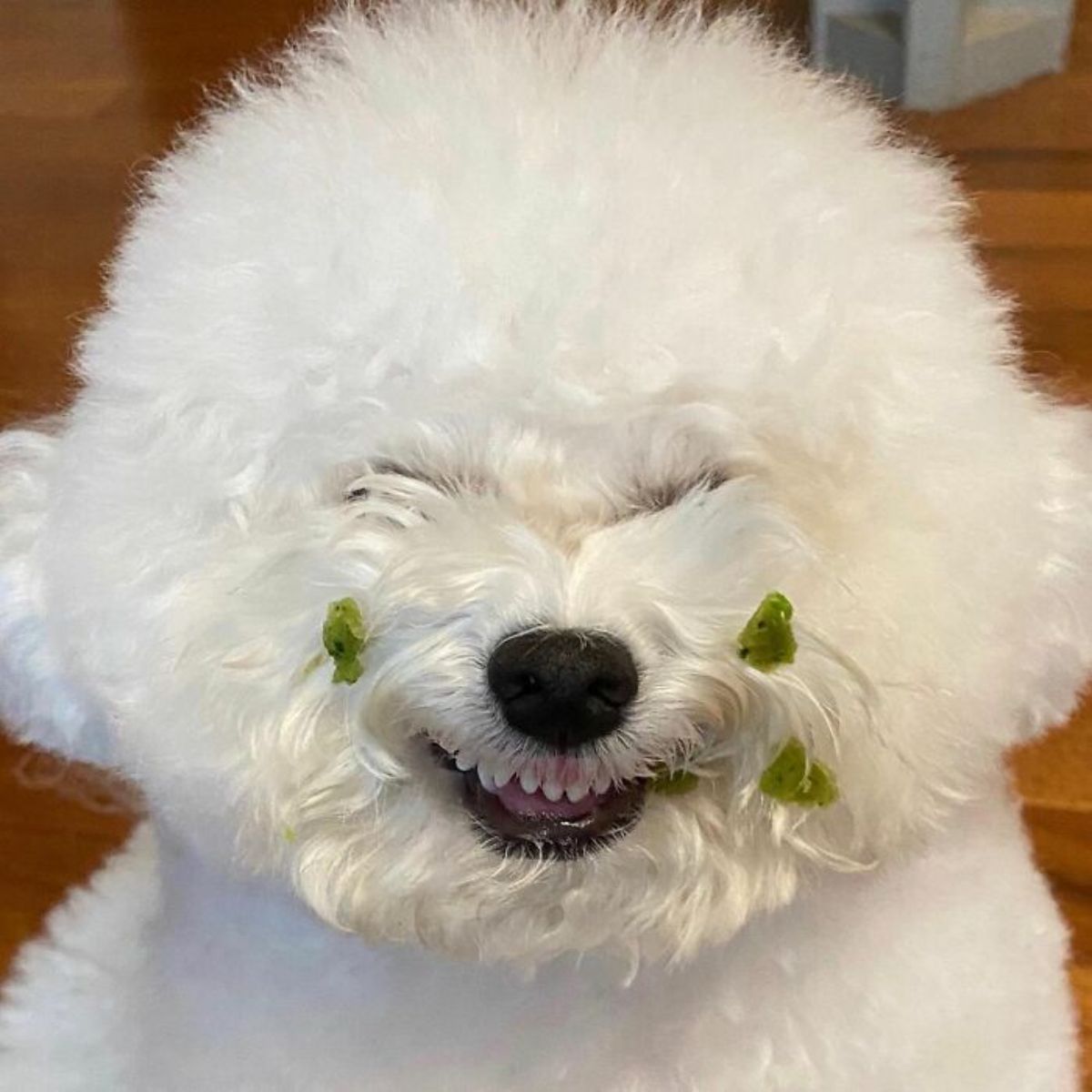 small fluffy white dog has mouth open with bits of green food stuck around the mouth