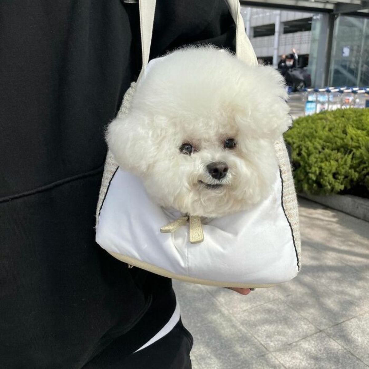 small fluffy white dog in a white and beige bag with the head poking out