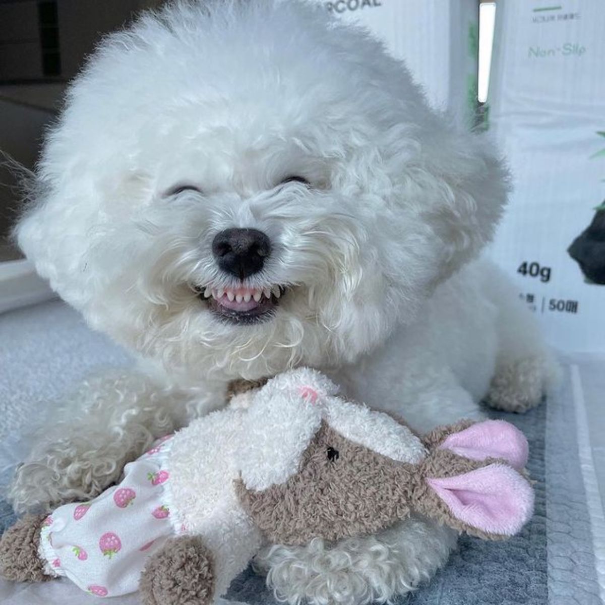small fluffy white dog laying on the floor with a brown white and pink toy rabbit on its front legs