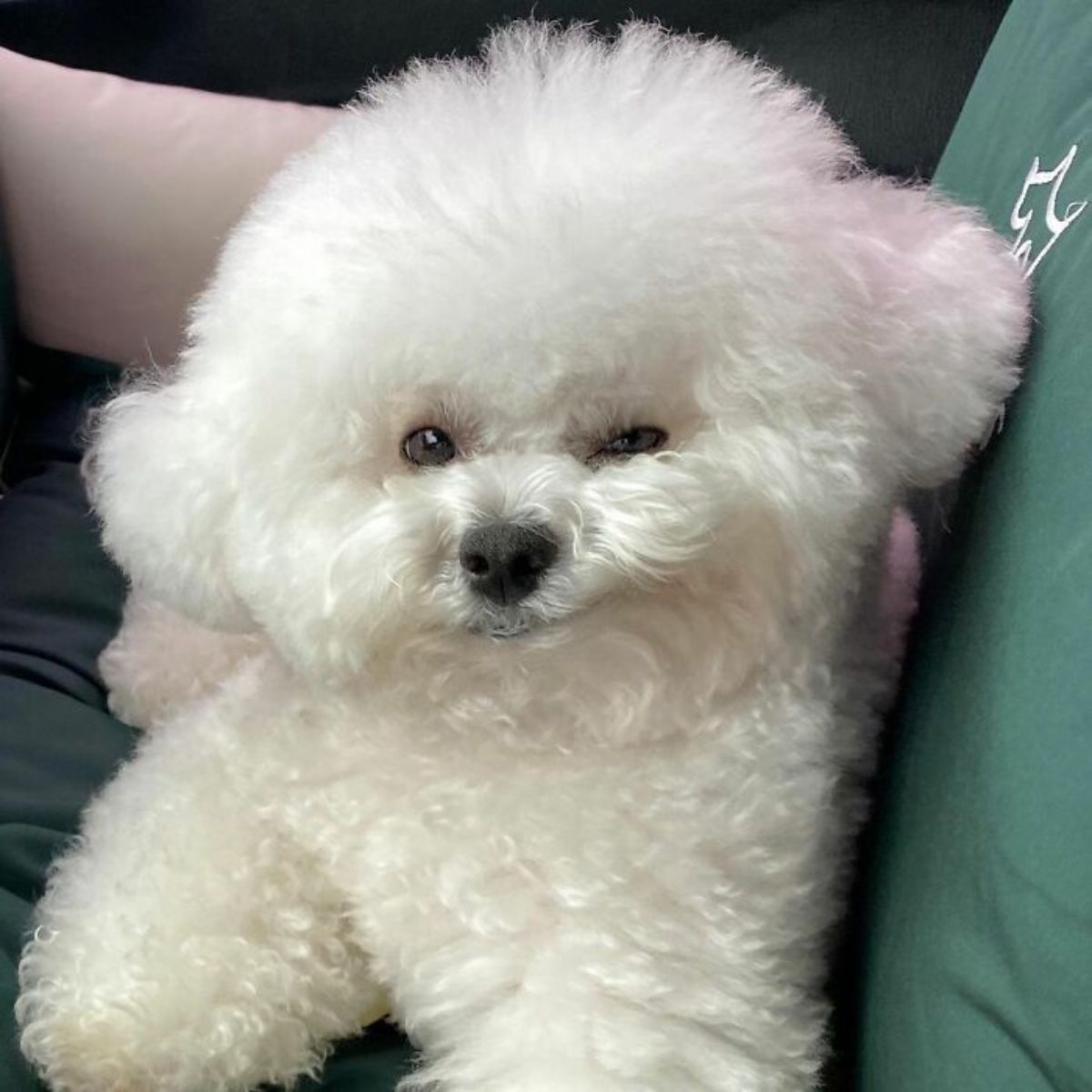 small fluffy white dog laying down with the left side of the mouth lifted up