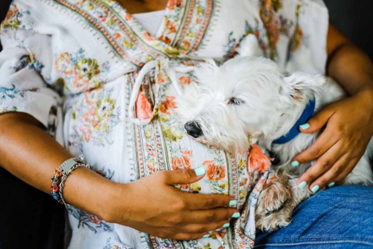 small fluffy white dog laying its head on a pregnant person's stomach