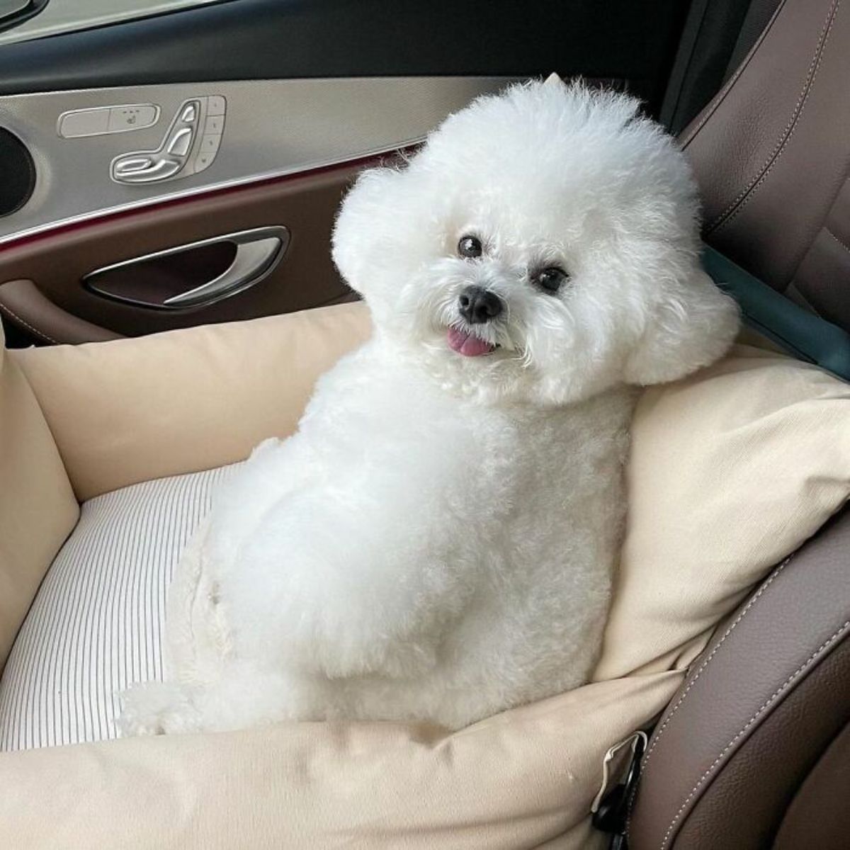 small fluffy white dog laying on a white and brown dog bed inside a car
