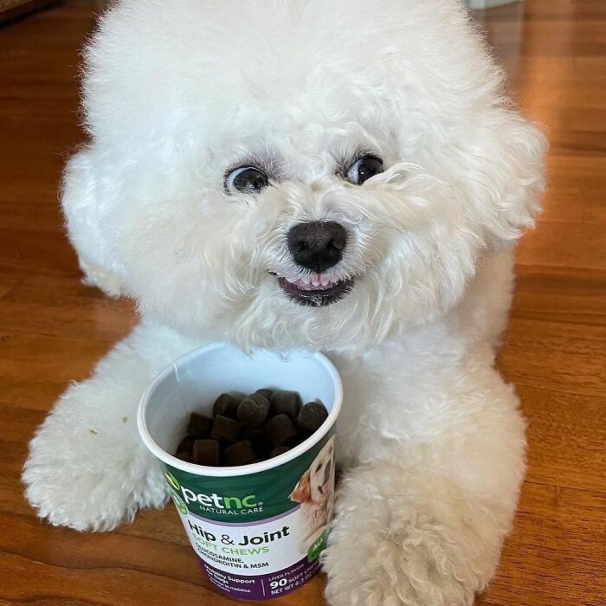 small fluffy white dog laying on the floor in front of a green and white tub of food