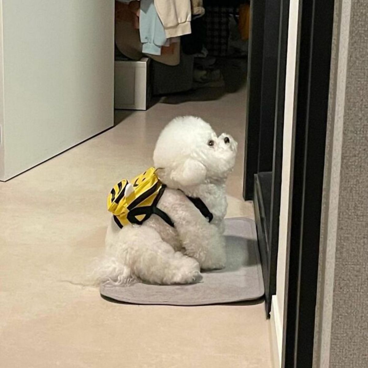 small fluffy white dog sitting on a rug at a door wearing a black and yellow bee backpack