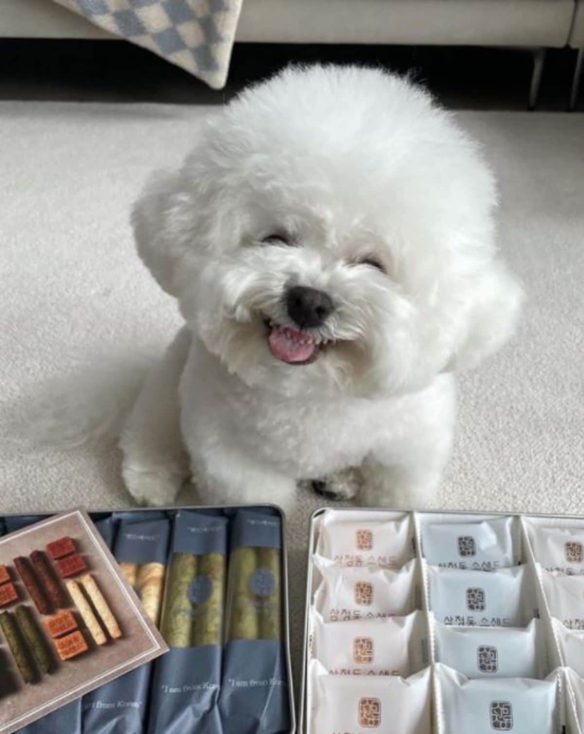 small fluffy white dog sitting on the floor in front of boxes of treats with its mouth open