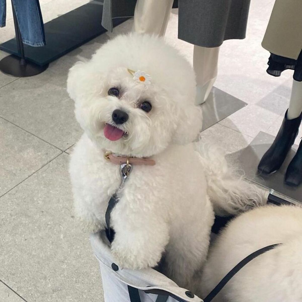 small fluffy white dog sitting on the floor with a white and orange flower clip on the forehead