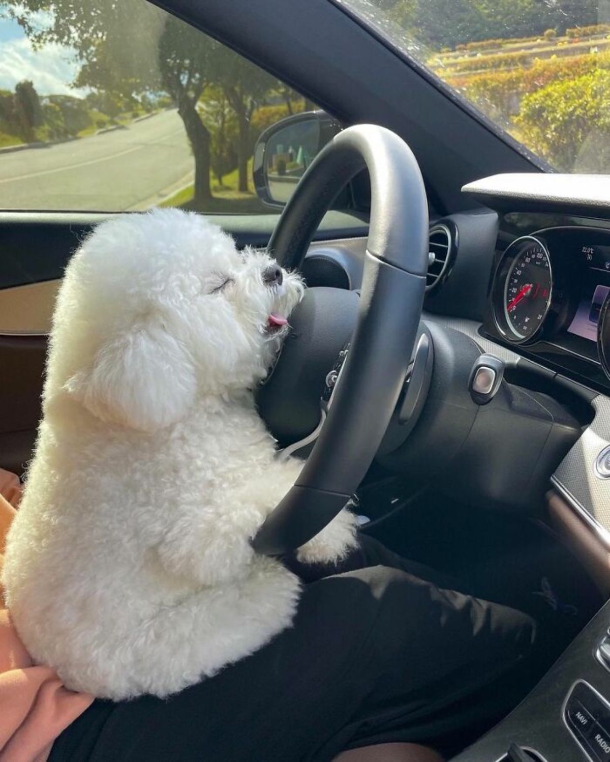 small fluffy white dog sleeping while sitting on someone's lap in a driver's seat of a vehicle