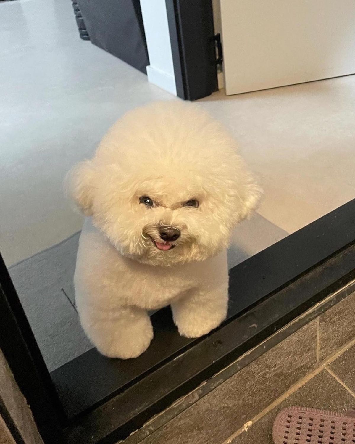 small fluffy white dog standing at a black doorway and looking angry with the tongue poking out slightly