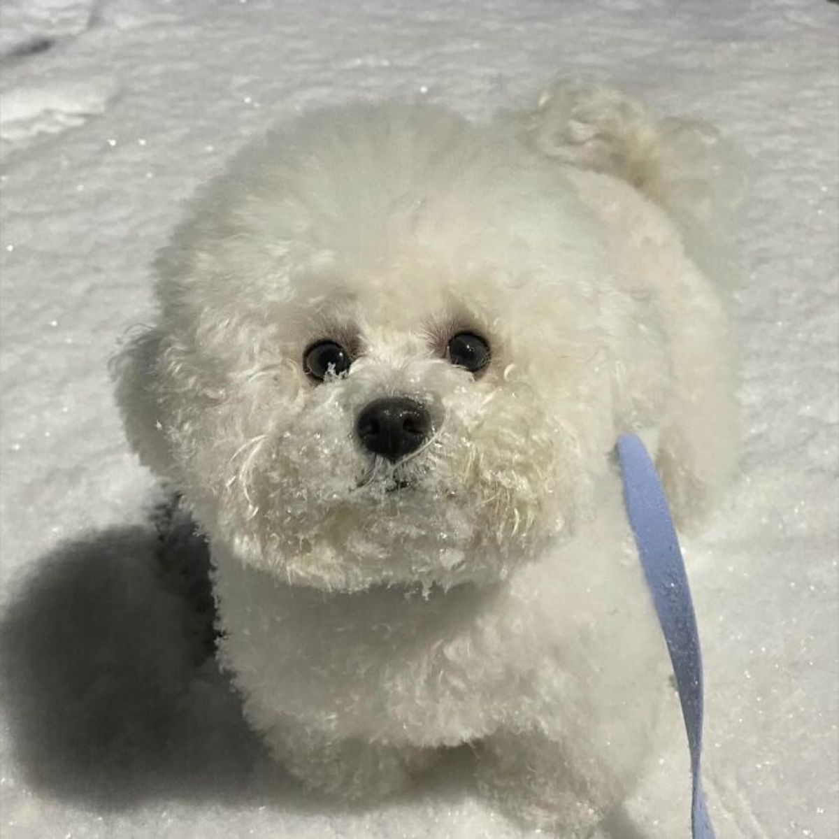 small fluffy white dog standing in the snow wearing a blue leash