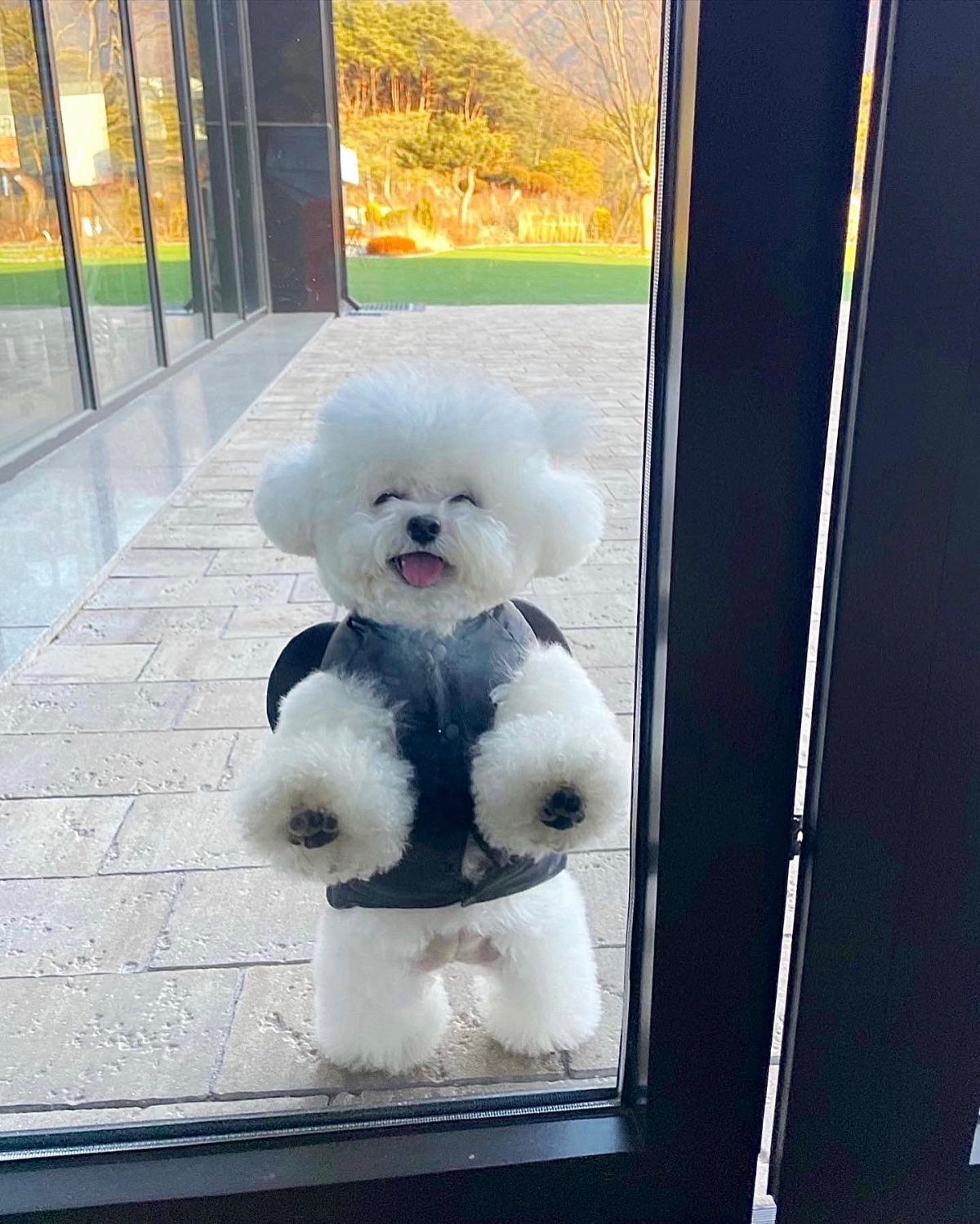 small fluffy white dog wearing a black jacket standing outside on hind legs with front paws on the glass door and looking in