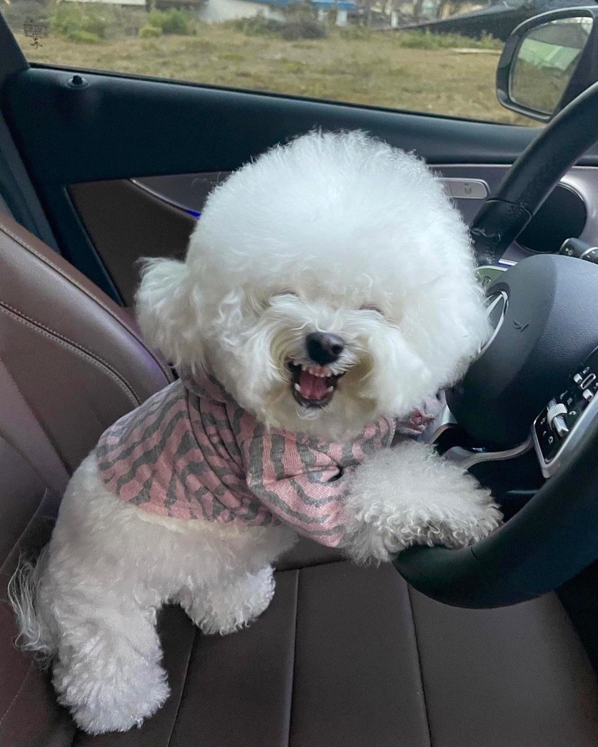 small fluffy white dog wearing a pink and grey shirt standing on hind legs with paws on a steering wheel inside a car