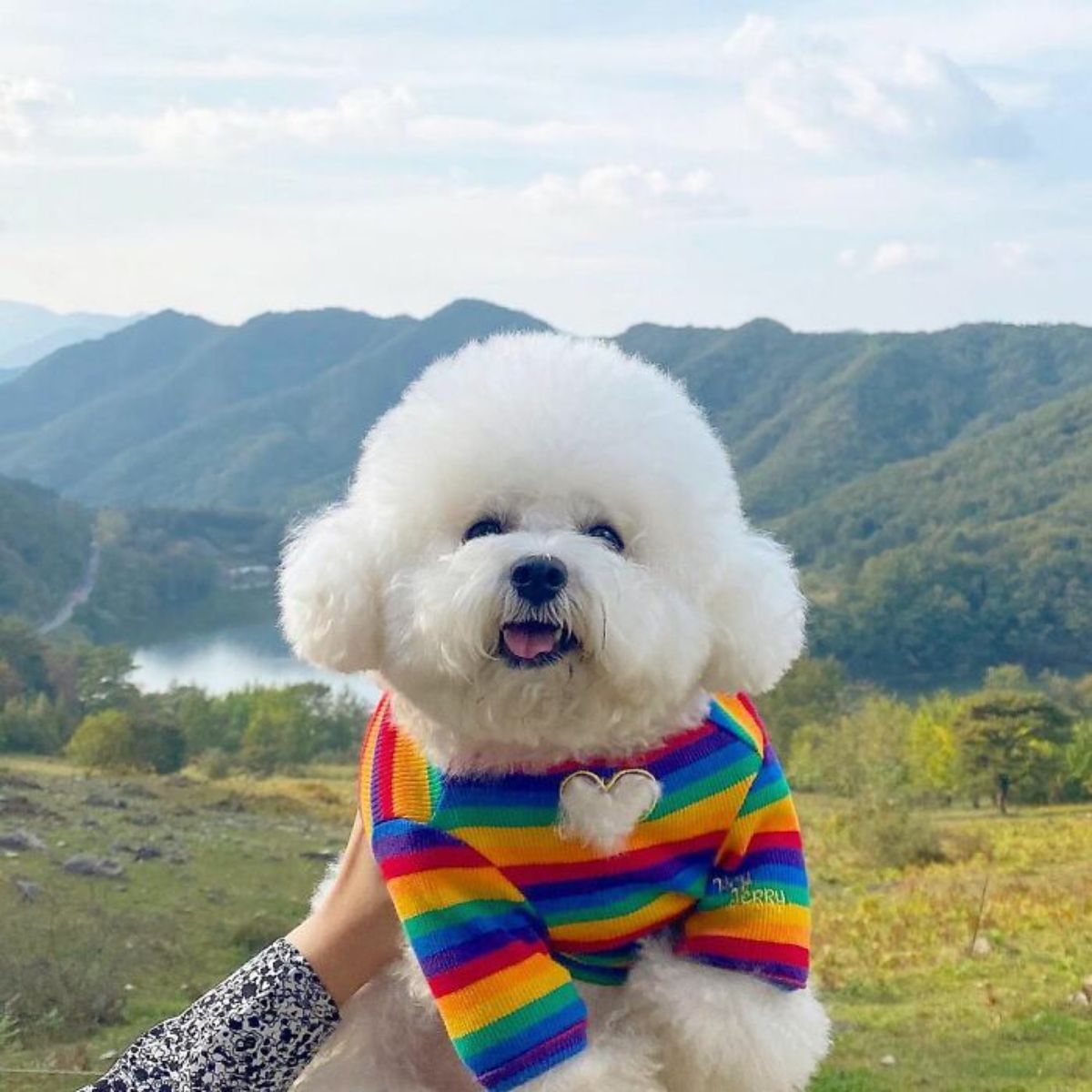 small fluffy white dog wearing a rainbow shirt with mountains in the dog's background