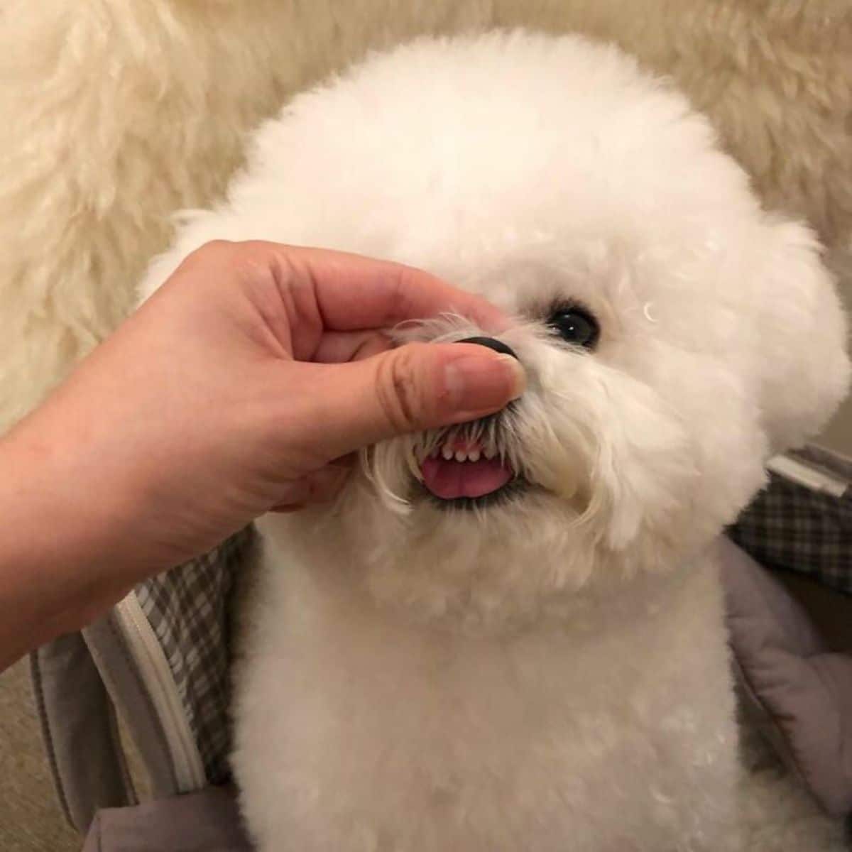 small fluffy white dog with someone pushing up the top lip of the dog's mouth