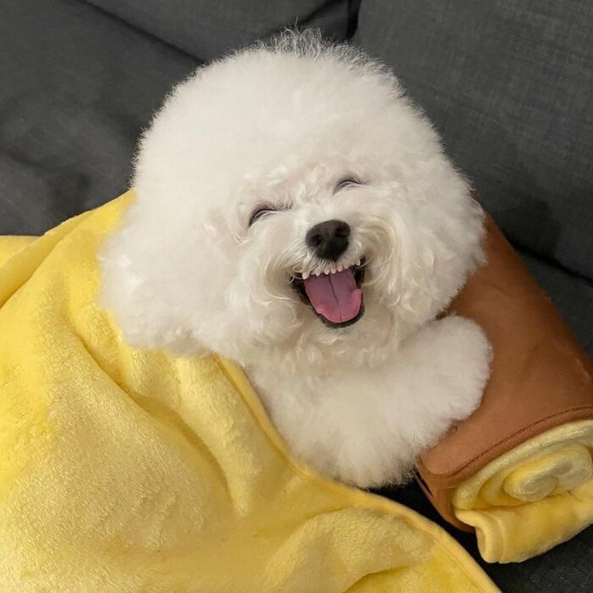small fluffy white dog with the mouth wide open laying under a yellow blanket