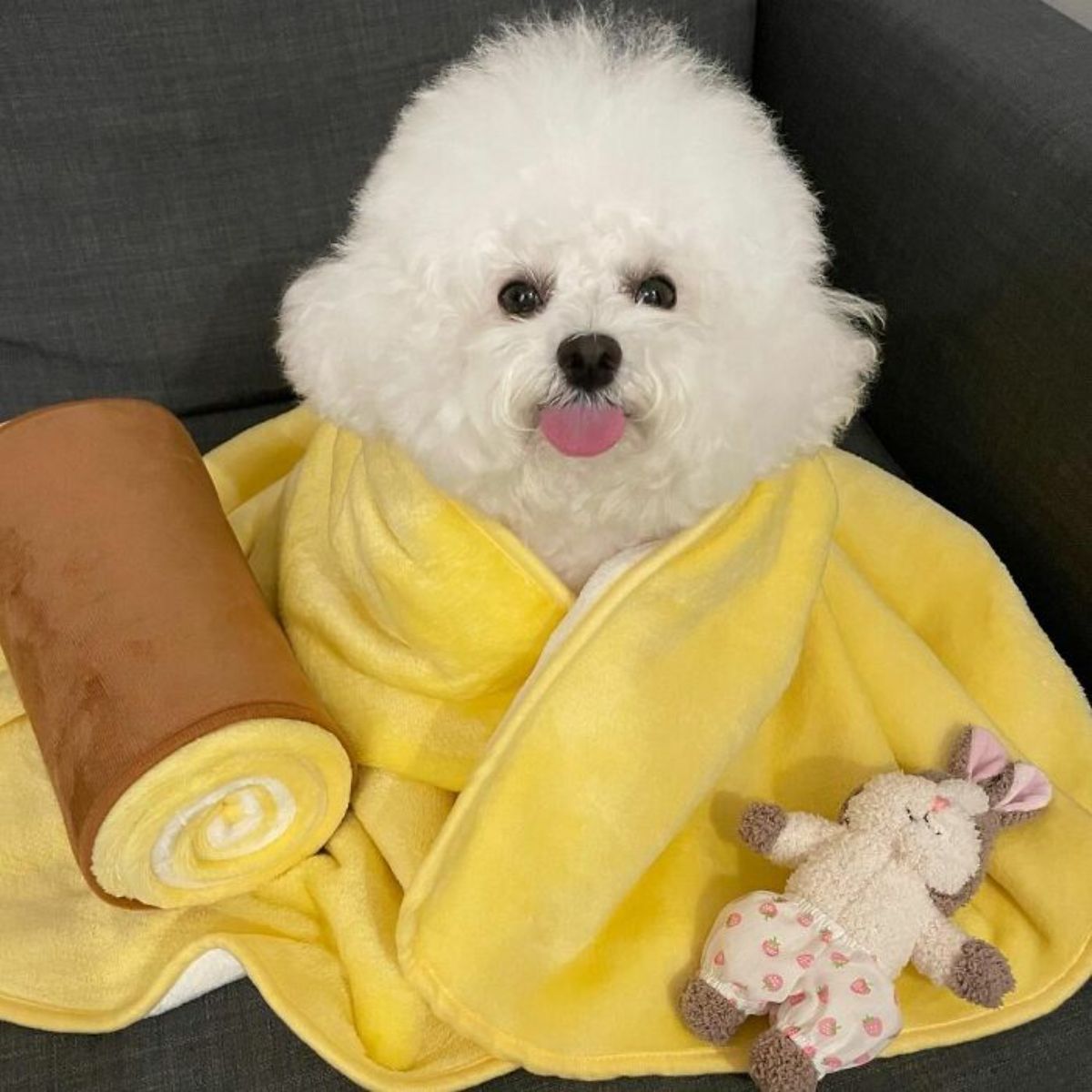 small fluffy white dog wrapped ina ywllo blanket with a brown swiss roll and a brown rabbit toys on either side
