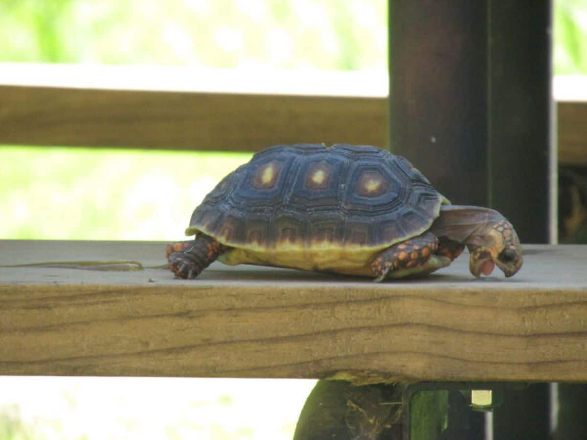 small tortoise on a wooden surface trying to eat a bolt