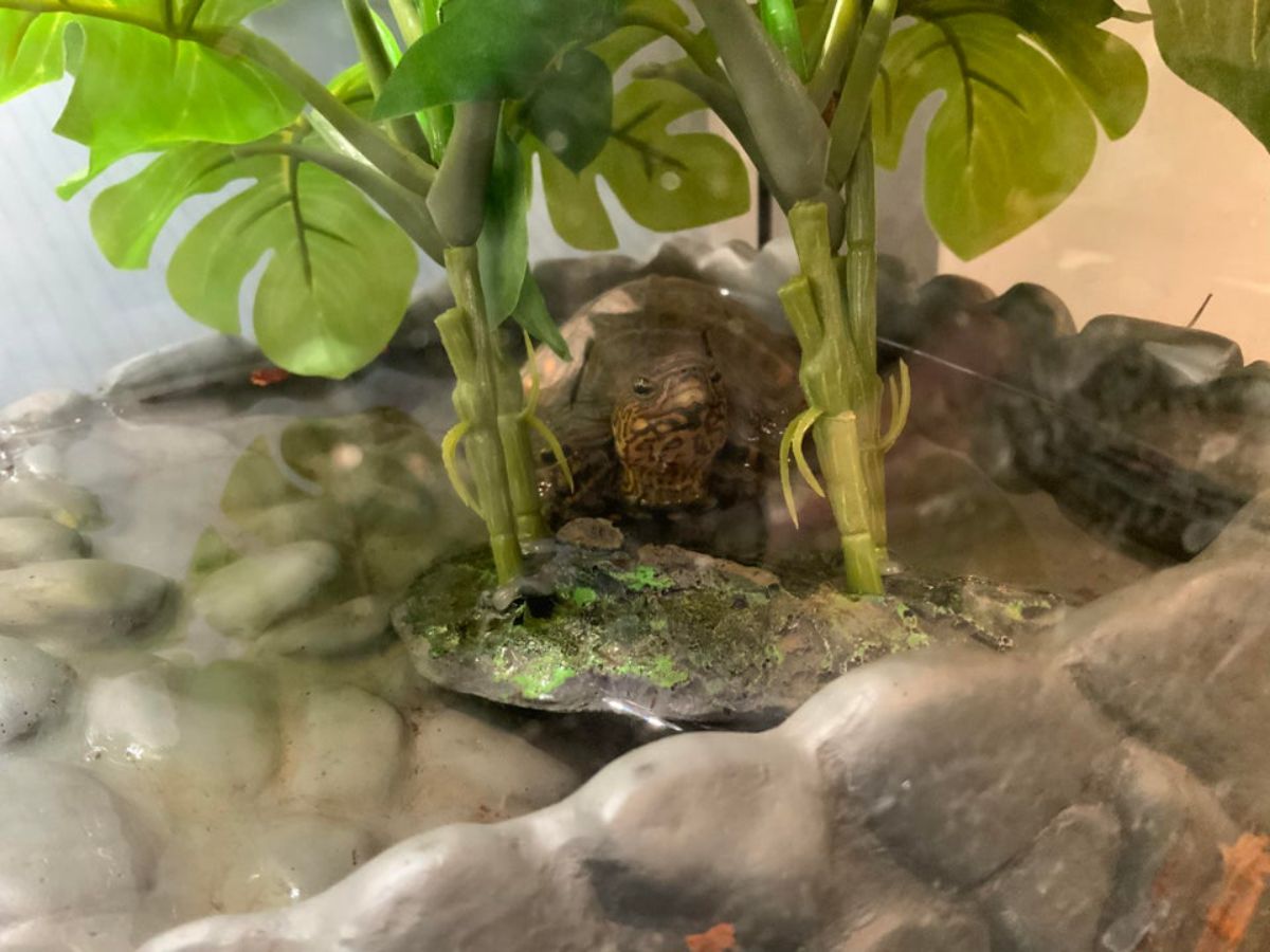 small turtle in water under fake plants