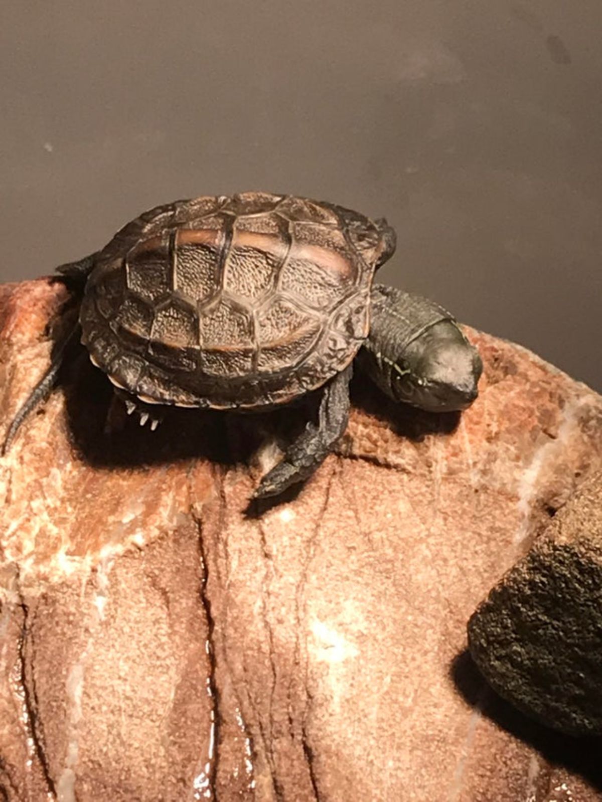 small turtle sleeping on a rock