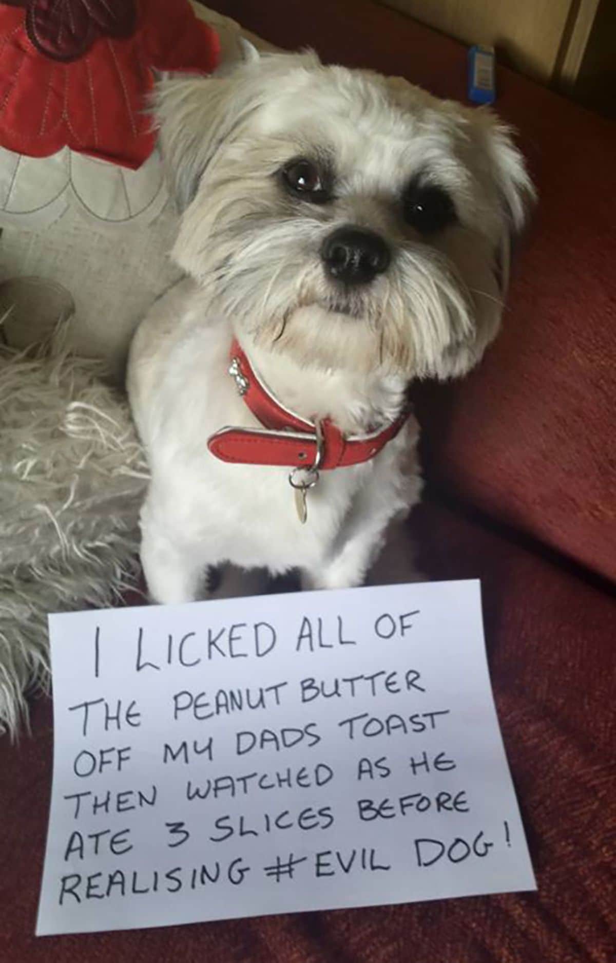 small white dog standing on the floor and a fluffy white mat with a note saying that the dog licked peanut butter off of dad's toast and he didn't notice until he had started eating