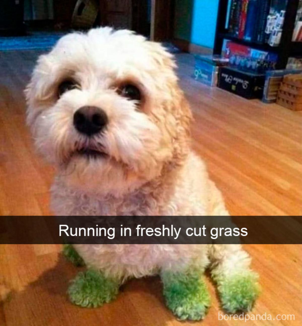 small white terrier with four green legs with a caption saying running in freshly cut grass