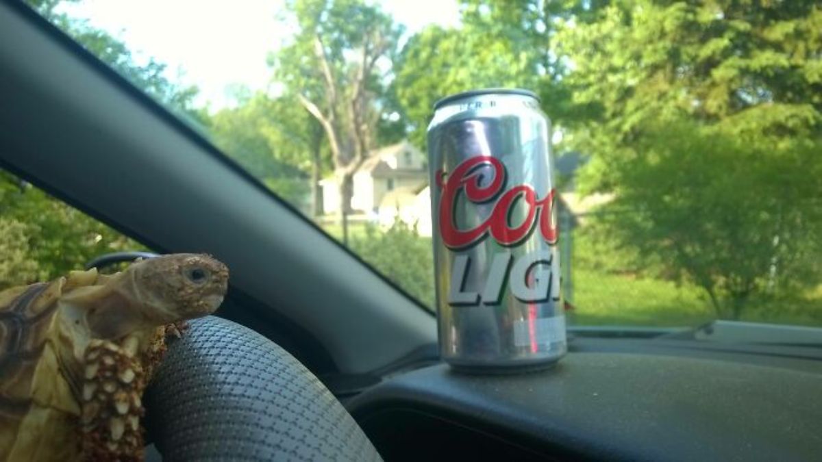 tortoise leaning against a vehicle's steering wheel staring at a coke light can on the dashboard