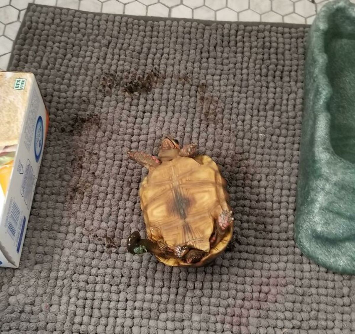 tortoise on a brown carpet upside down with brown marks in a circle around it and some poop on its back foot