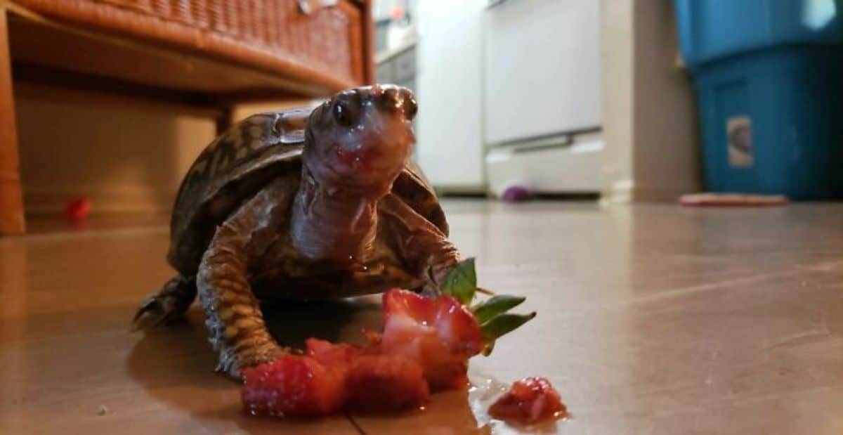 turtle eating a strawberry