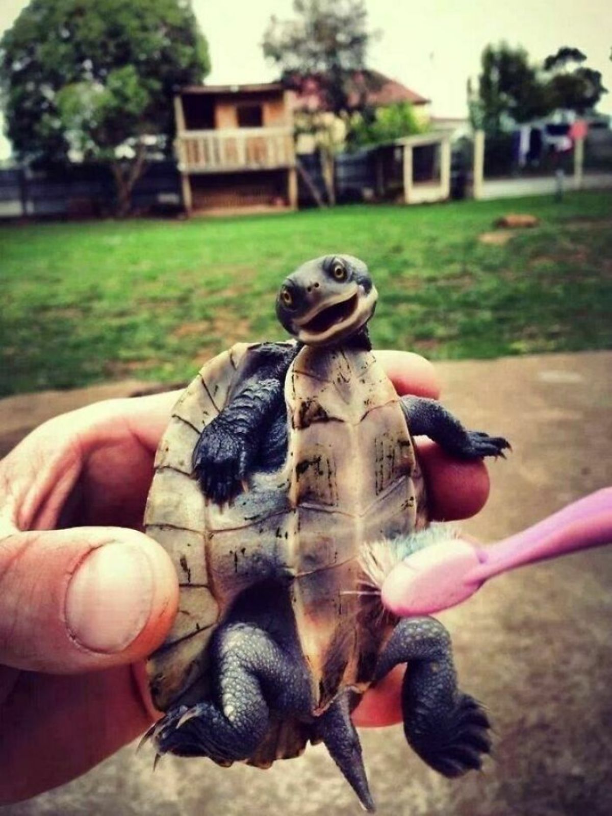 turtle getting held up and having its stomach brushed with a toothbrush