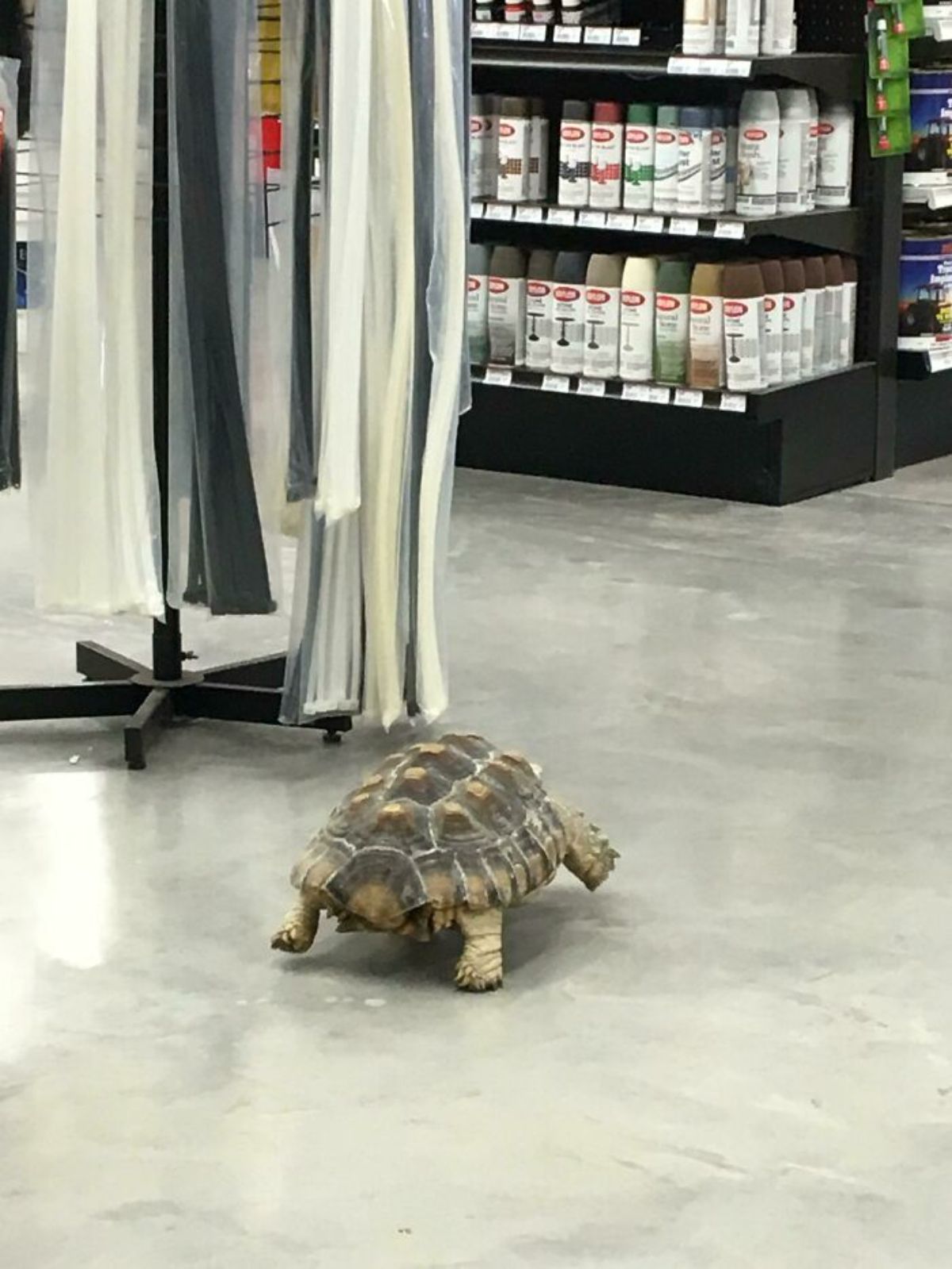 turtle walking on the floor of a hardware store