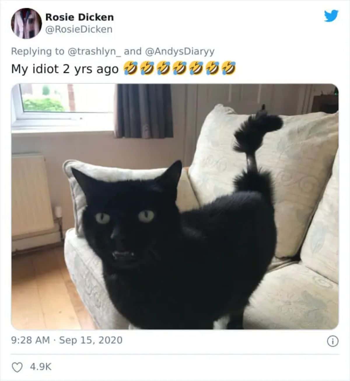 tweet with a photo of a black cat standing on a grey sofa with the middle part of the tail shaved