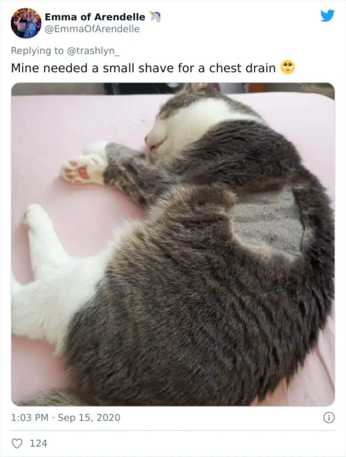 tweet with a photo of black and white tabby cat laying sideways with a patch on the side of the stomach shaved