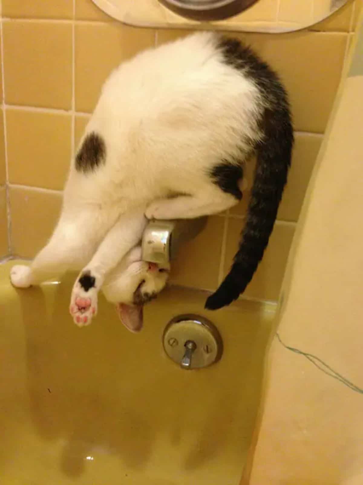 white and black cat standing contorted on a bathtub faucet