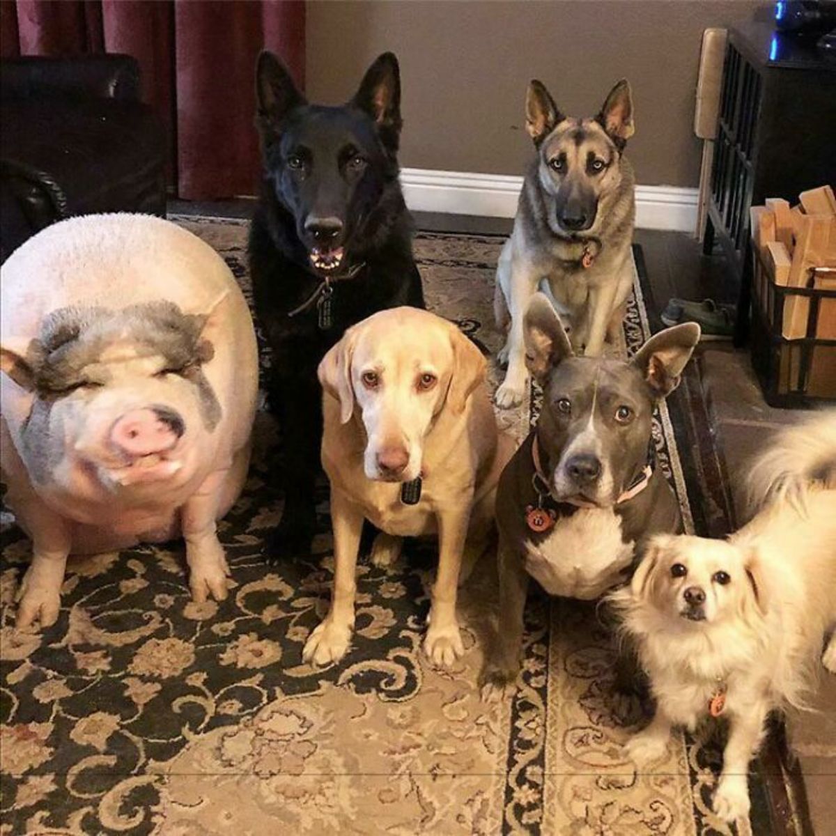 white and black pig standing in a row with a black german shepherd, a yellow labrador, a brown german shepherd, a blue and white pitbull and a small fluffy white dog