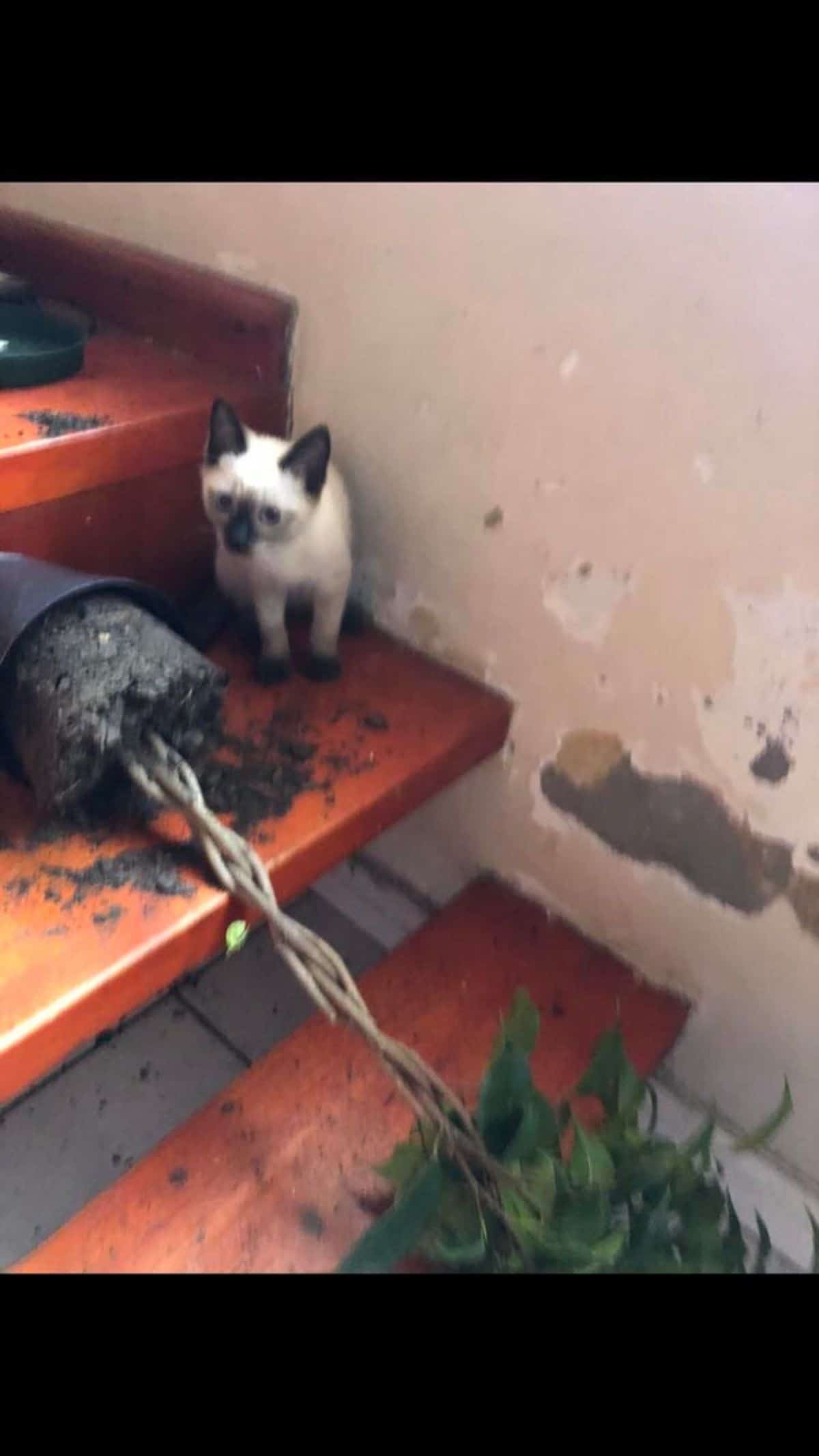white and black siamese kitten sitting on a red stair next to a potted plant toppled over