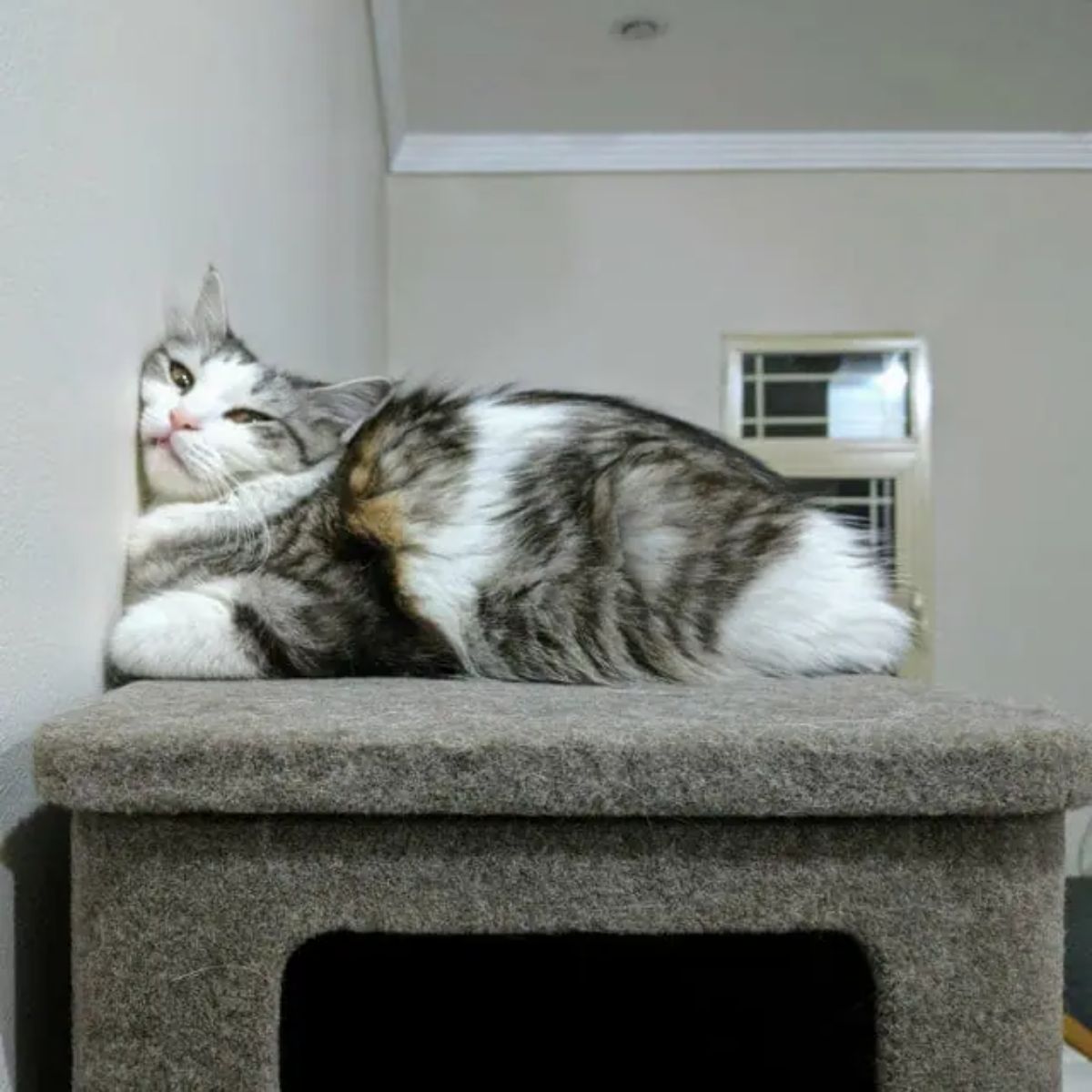 white and grey fluffy cat laying on a grey cat tree with the face smushed against the wall
