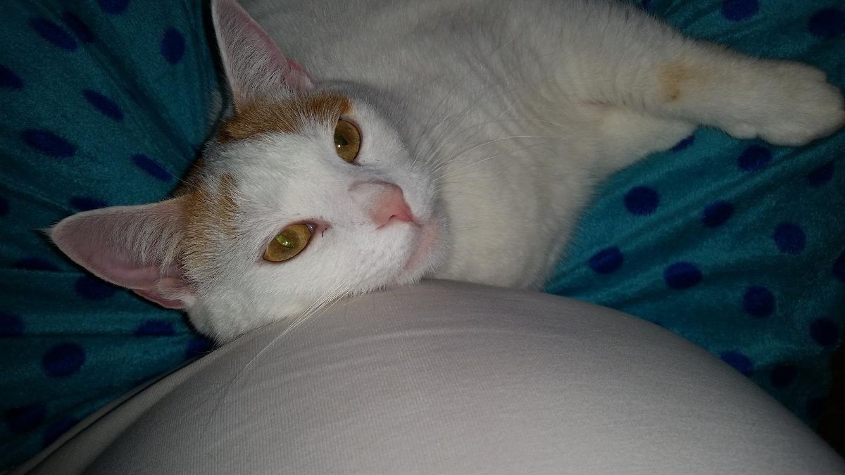 white and orange cat laying its head on a pregnant person's baby bump