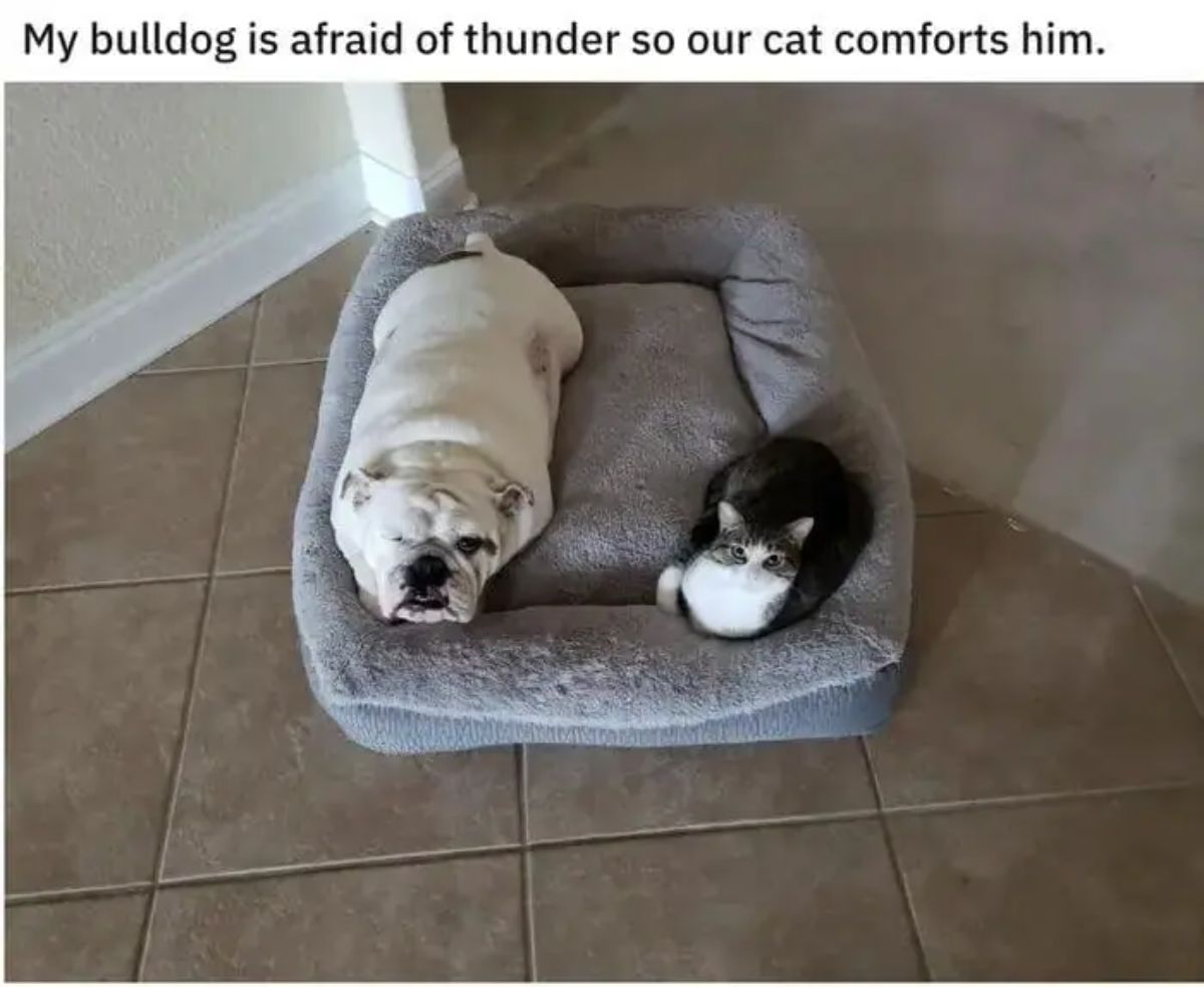 white bulldog and black and white tabby cat laying in a grey dog bed together