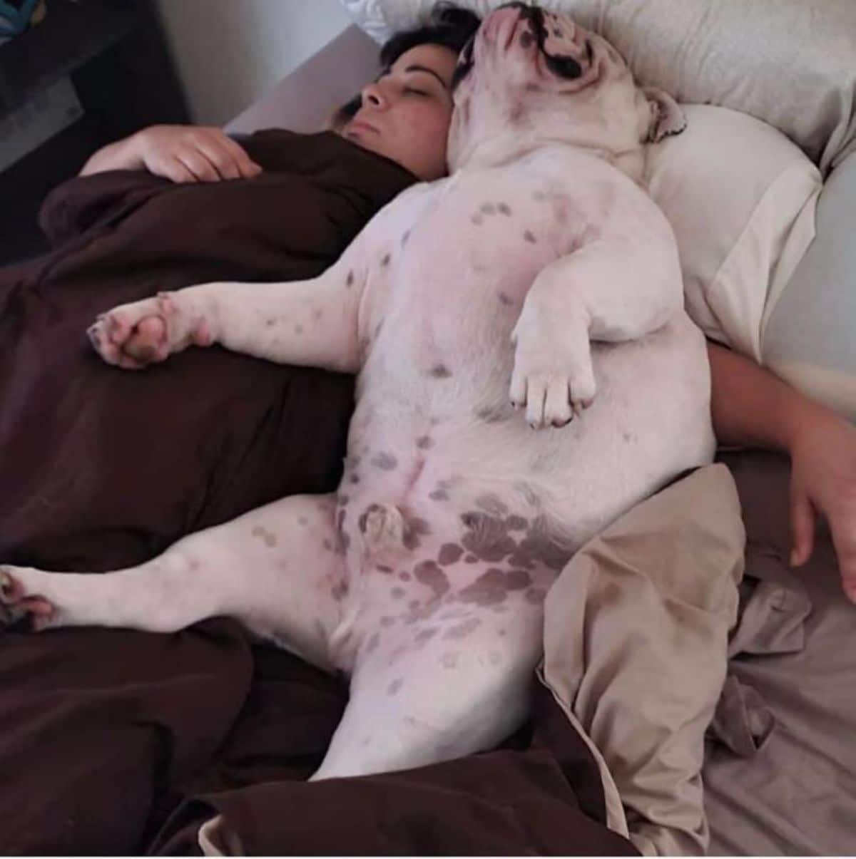 white bulldog sleeping belly up on a white bed next to a person