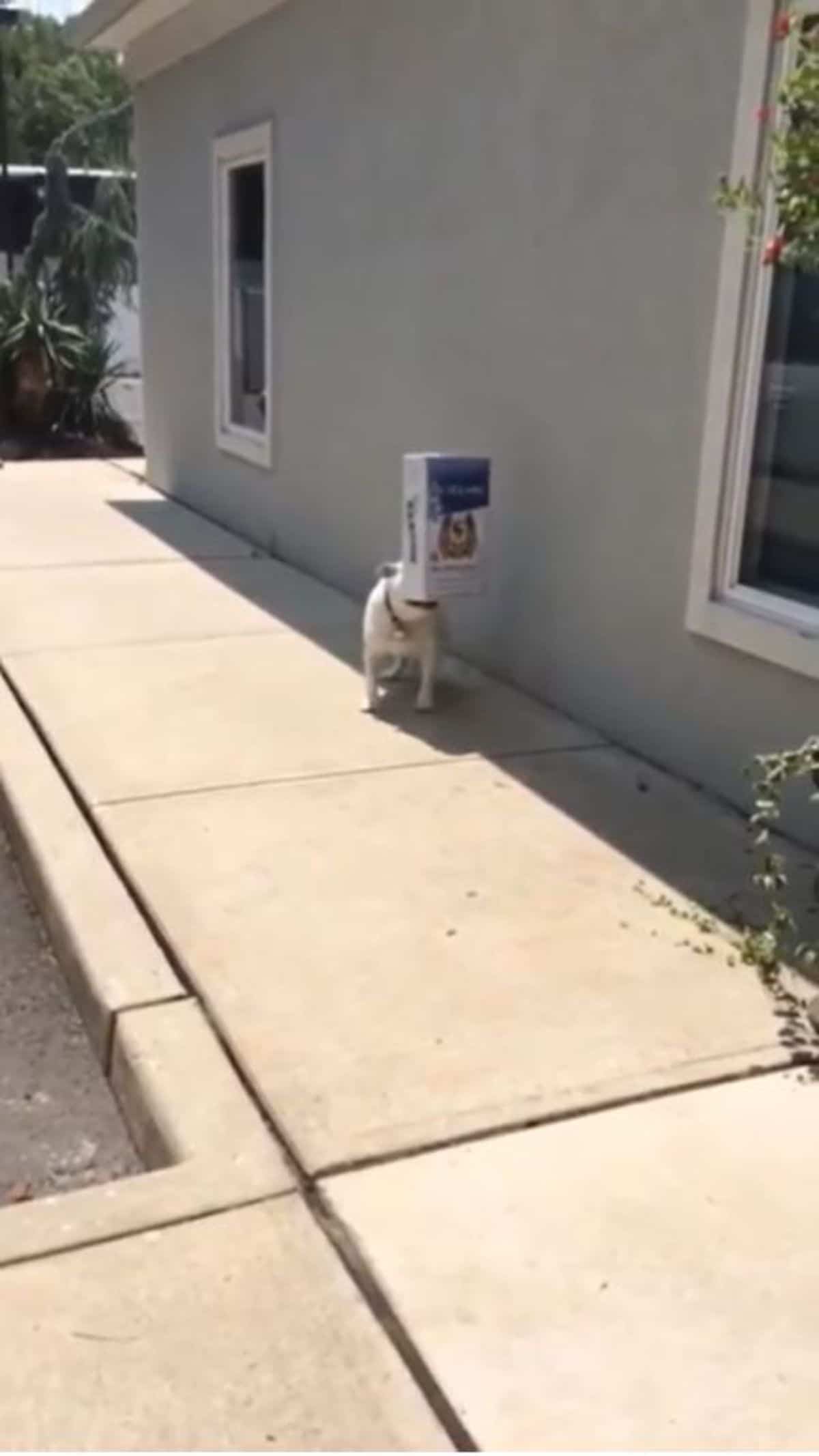 white bulldog standing on a pavement with the lid of a white cardboard box held by the mouth blocking the eyes
